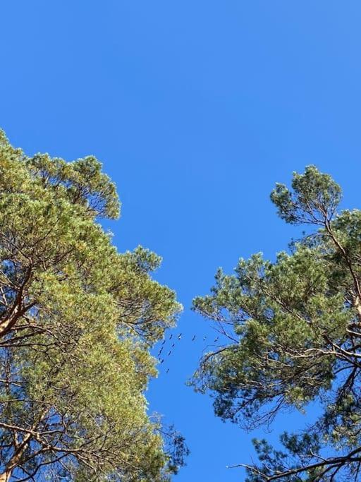 Gaestesuite Am Waldrand, Ausstieg Auf Zeit Heideblick Εξωτερικό φωτογραφία